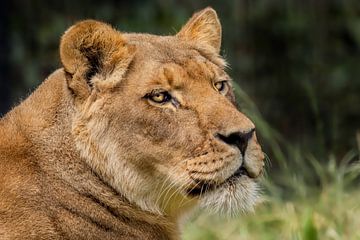 Une lionne qui regarde tout ce qui se passe dans la nature. sur Marcel Kieffer