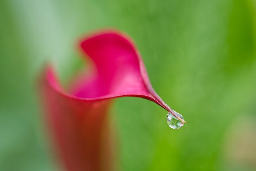 Rote Calla Lilie mit Wassertropfen von Iris Holzer Richardson
