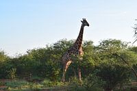 Nieuwsgierige Giraffe