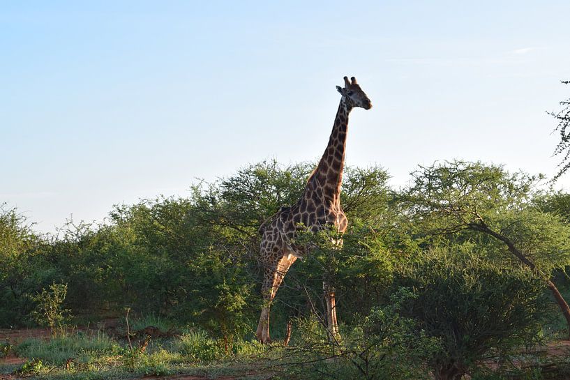 Nieuwsgierige Giraffe par Robin Maas