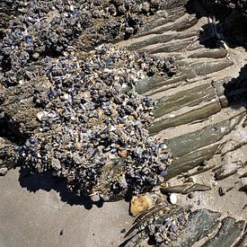 Schelpen en rots op het strand van Bretagne van Sandra van der Burg