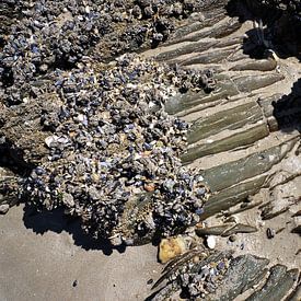 Shells and rock on the beach of Brittany by Sandra van der Burg