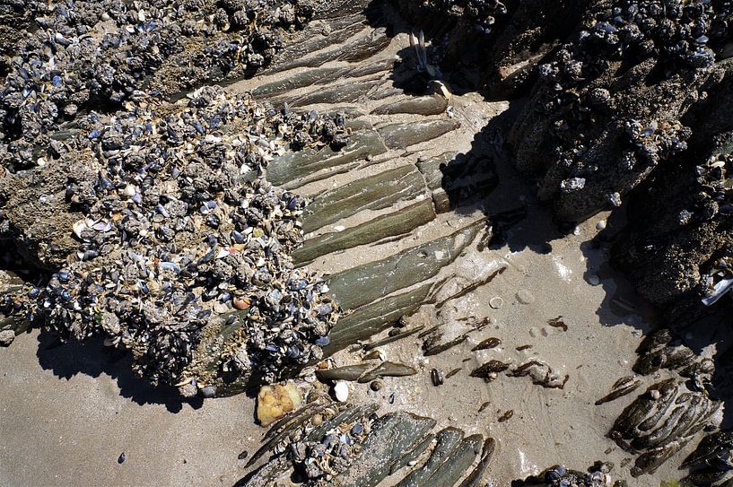 Shells and rock on the beach of Brittany by Sandra van der Burg