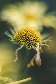 pissenlit sur Yara Verstappen