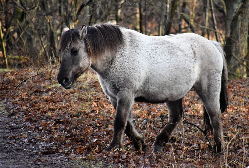 Konikpaard in de duinen by Susan Dekker