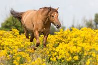 Paarden | Rossig konikpaard door het geel Oostvaardersplassen van Servan Ott thumbnail