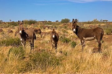 Neugier in der Steppe – Verwilderte Hausesel in Namibia