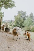 moutons dans la prairie