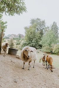 schapen in de wei van Huib Vintges