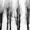 Peupliers et leurs ombres en noir et blanc sur Jan Fritz