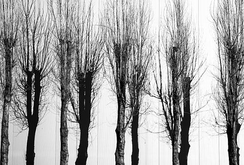 Poplars and their shadows in black and white