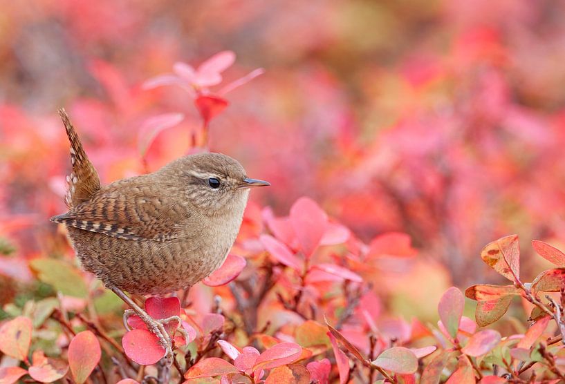 Winter Wren, Troglodytes troglodytes by Beschermingswerk voor aan uw muur