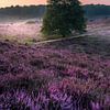 Paarse heide en lucht op de Posbank van Sander Grefte