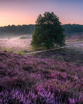 Purple heathland and sky at the Posbank by Sander Grefte
