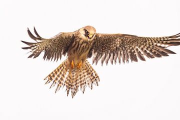 Roodpootvalk (Falco vespertinus) van Gert Hilbink