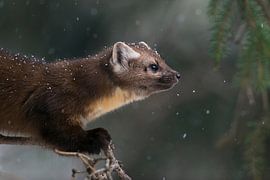 American Pine Marten ( Martes americana ) in light snowfall, sitting in a conifer tree, close-up, Ye