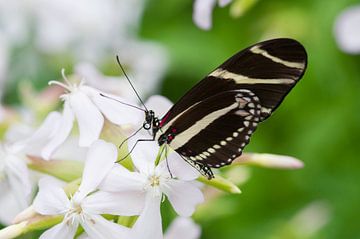 Papillon zébré sur des fleurs blanches sur Ivonne Fuhren- van de Kerkhof