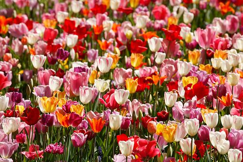 Bunt blühendeTulpen (Tulipa), Blumenbeet, Deutschland