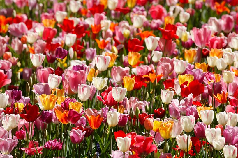 Bunt blühendeTulpen (Tulipa), Blumenbeet, Deutschland von Torsten Krüger