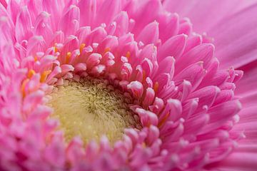 Die rosa Gerbera (Makrofotografie) von Marjolijn van den Berg