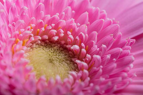 De roze Gerbera (macrofotografie)