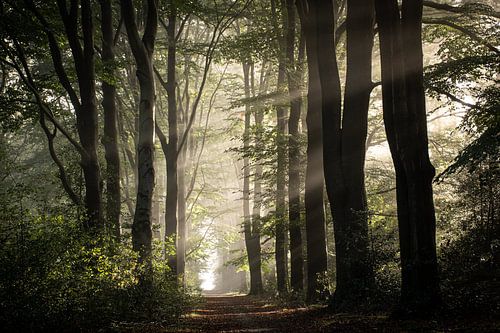 Veluwe in de mist, mooie laan met bomen (bos)