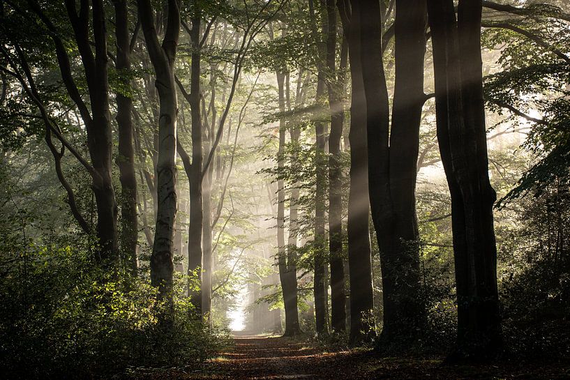 Veluwe in the mist, beautiful avenue of trees (forest) by Esther Wagensveld