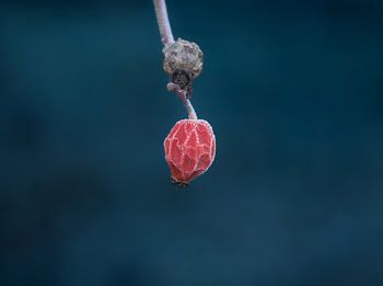 Frost-covered rosehip in the deep blue winter wonderland
