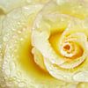 Creme Rose With Water Droplet Macro II by Iris Holzer Richardson