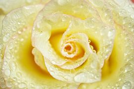 Creme Rose mit Wassertröpfchen Makro II