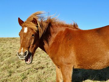 Happy Icelandic horse by Laura Krol