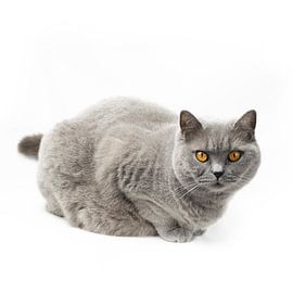 British Shorthair cat on white background 2/5