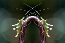 molen gevangen in kleur by karin heij