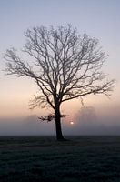 Kale boom in de mist