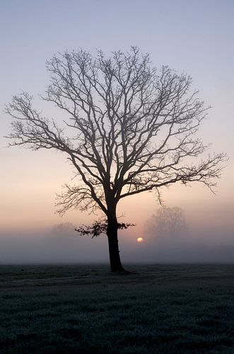 Kale boom in de mist