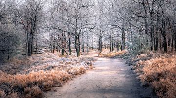 Wandelpad naar Wilseder Berg van Steffen Henze