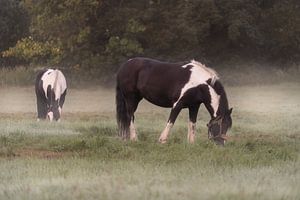 Pferde am Morgen im Nebel von Marc-Sven Kirsch