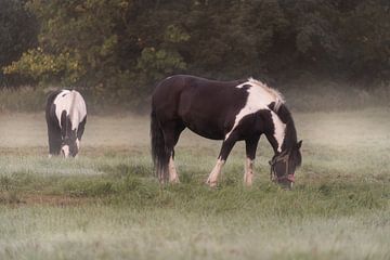 Pferde am Morgen im Nebel
