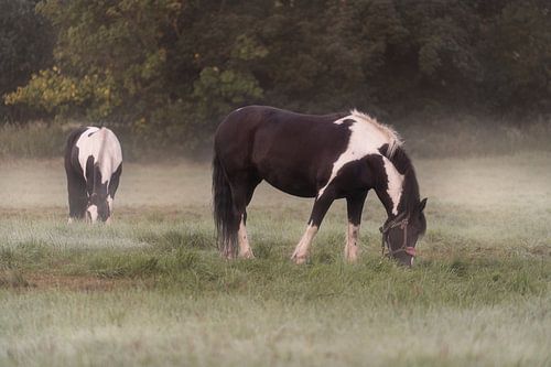 Paarden in de ochtendmist