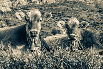 Koeien grazen in de Zwitserse Alpen - Monochroom van Werner Dieterich