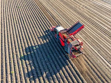 Aardappelen rooien in een veld met een rooimachine