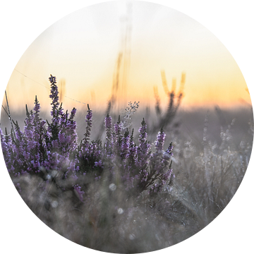 Terletse heide part 5