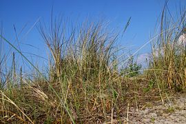 Grass in the dunes by Rolf Pötsch