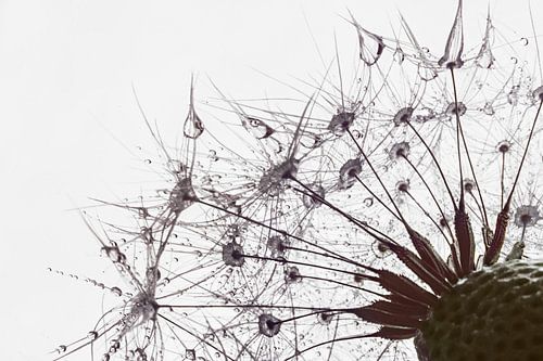 Paardenbloem in Ochtendlicht: Een Macrofoto van Serene Perfectie
