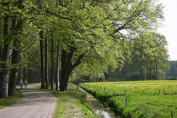Lente landschap.