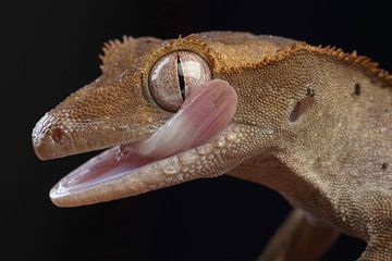 Crested Gecko (Correlophus ciliatus) by Ronald Pol