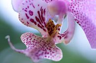 Kleurrijke orchidee van Carin van der Aa thumbnail