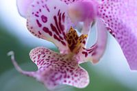 Kleurrijke orchidee