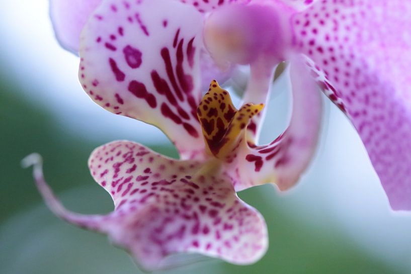 Kleurrijke orchidee van Carin van der Aa