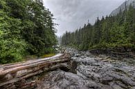 Tree stump in the riverbed by Jaap Voets thumbnail